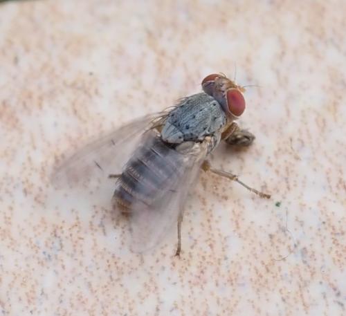 Prosopomyia pallida